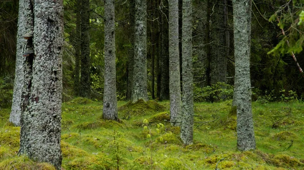 Skogsägarna i Sverige har blivit färre. I Östergötland har antalert skogsägare minskat med 3,4 procent mellan år 2007 och 2017.