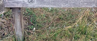 Försökte stjäla lamm på gård