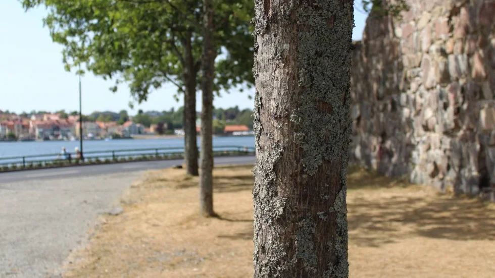 Askträden vid ruinens kortsida är några av de träd som kommer att avverkas.