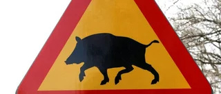 Så ska vildsvinen i länet hanteras framöver