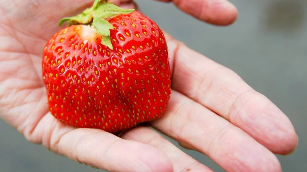 Det ser ut att bli gott om jordgubbar till årets midsommarfirande.