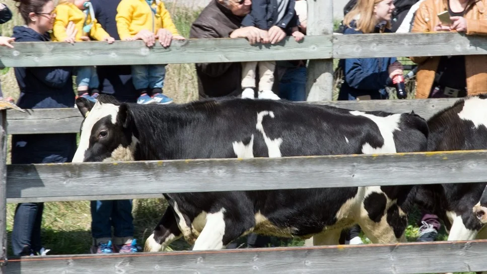 Ystra kvigor fick skutta av sig det värsta i en rymlig fålla innan de fick gå vidare till vallen.