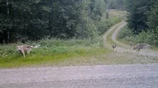 I augusti förra året fotograferades fyra vargar i Långbogenreviret. Det rörde sig om en hane och tre valpar. Bilden togs av en av länsstyrelsens viltkameror. 