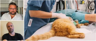 Hyrveterinärer ska rädda priserna – har kontoret i Eskilstuna