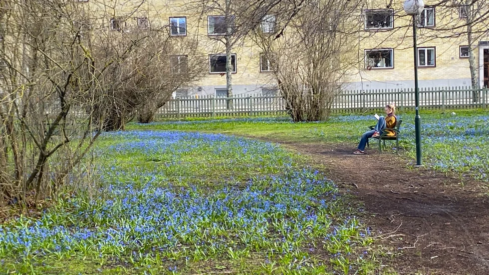 Många njuter av scillans blå prakt i Rektorsparken men alla vet inte vad den har för namn. 