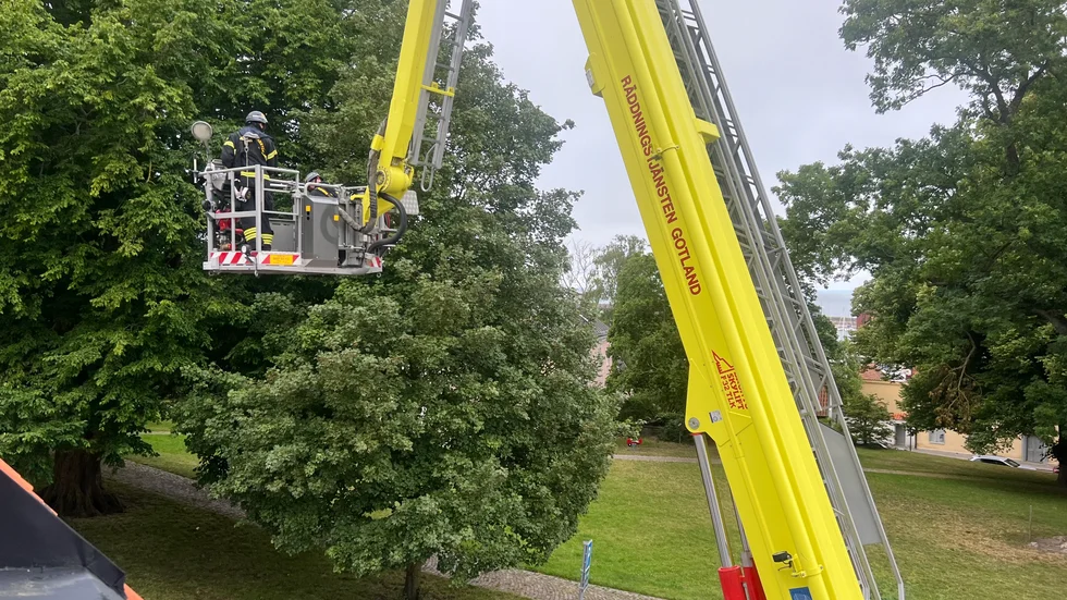 Räddningstjänst ryckte ut och räddade papegoja som hade fastnat i ett träd.