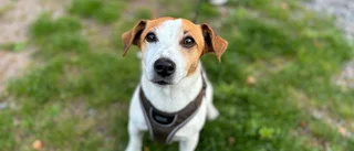 Hund föll ner i fyra meter djup grop
