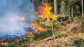 SMHI: Risk för skogsbrand – trots ingen sol