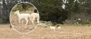 Här fångas ovanliga djuren på film – strax utanför Uppsala