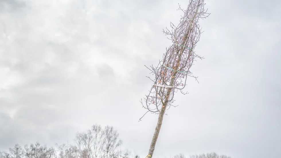 Träd på väg att planteras i Rosendal