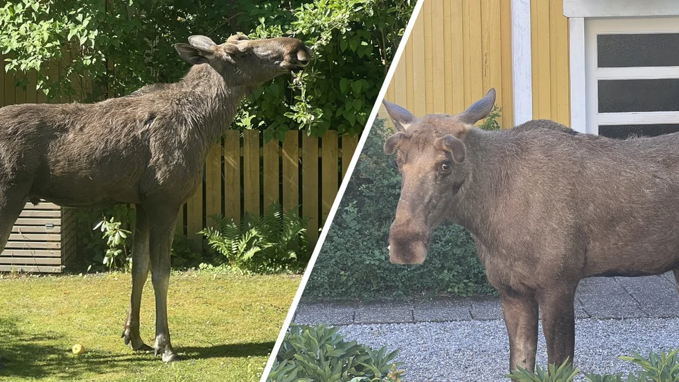 Älgen på Söder har gjort sig för hemmastadd, tycker insändarskribenten.
