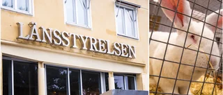 Kaninbur var blöt av urin och avföring