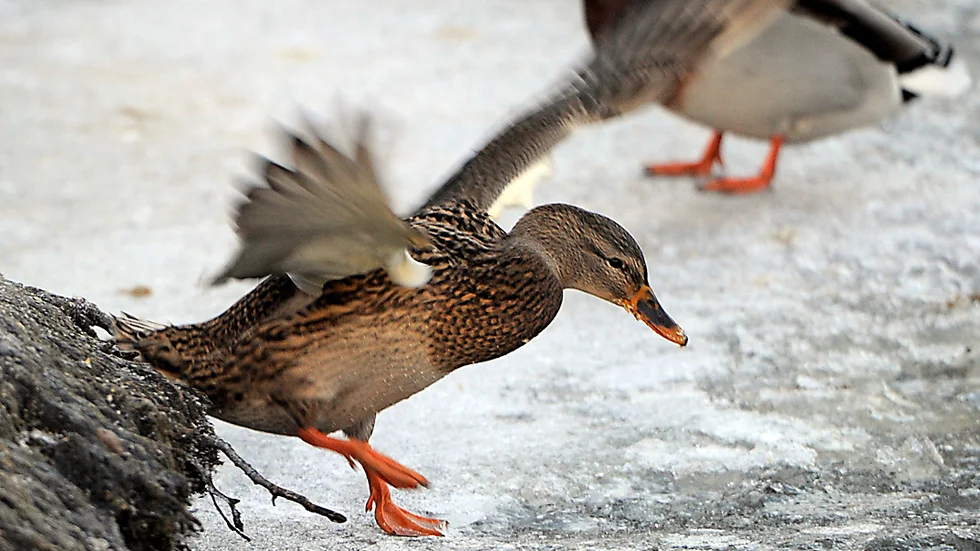 Skribenten efterfrågar en upprustning av svandammen i Burträsk