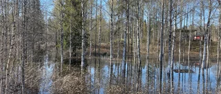 Hotet mot skogen – klimatförändringarna är inte slutet 