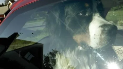 När värmen stiger blir bilen lätt en dödsfälla för hunden. Temperaturen höjs snabbare än många tror, oavsett om bilen står i sol eller skugga. Det hjälper inte alltid att veva ned fönsterrutorna och öppna eventuell baklucka.