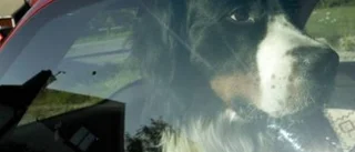 Bilen kan bli en riktig dödsfälla för hunden