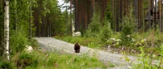 Nu ska björnarna jagas som aldrig förr