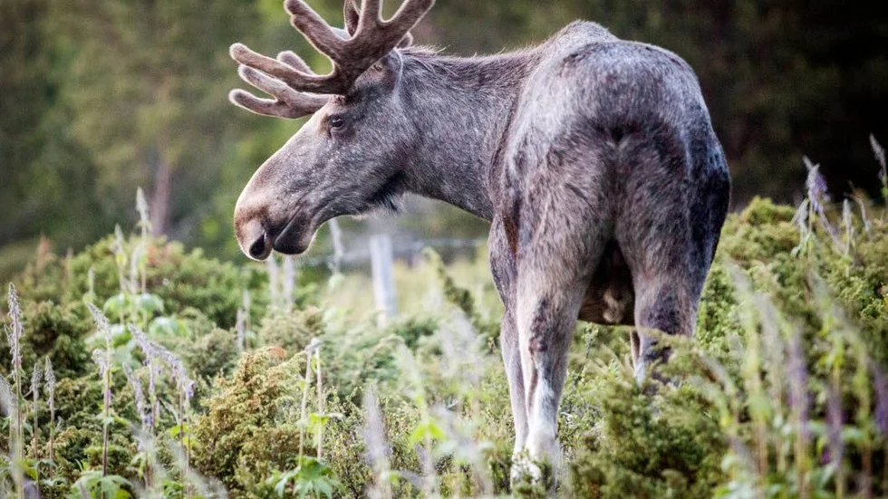 Skador. Skogsägare i länet vittnar om uppätna tallträd. Älg och andra hjortdjur är bovarna.