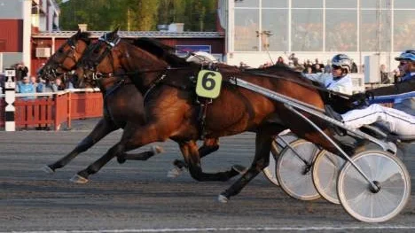 Robert Bergh har vunnit på Skelleftetravet två fredagar i rad med segermaskinen Mac Kindley. Igår plockade 9-åringen ned Flying Herkules i sista steget. Bergh funderar på Sweden Cup nästa helg för sin fransos.