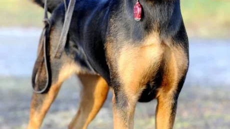 SÖKER NYTT HEM. Hunden Sacha söker nytt hem.