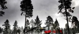 Så funkar finskt skogsstöd