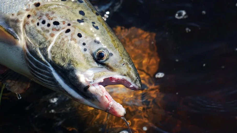 Nya regler. Länsstyrelsen har beslutat om nya fiskeregler för ett antal fiskevatten i länet.
