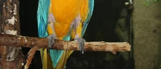 Smart goja
