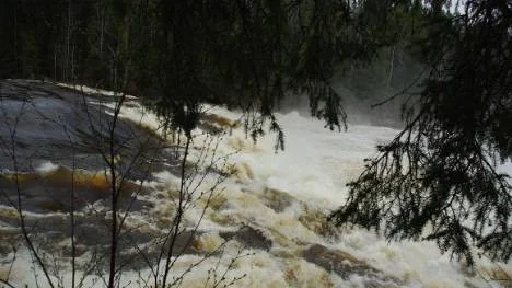 Kraftigt vattenflöde med skummande vatten i Fällforsen, Älvsbyn.