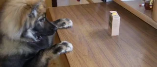 Sokko hundkillen med många namn