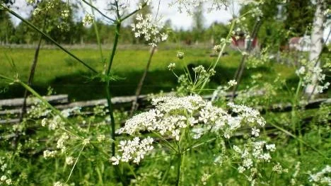 Sommarblomster.
