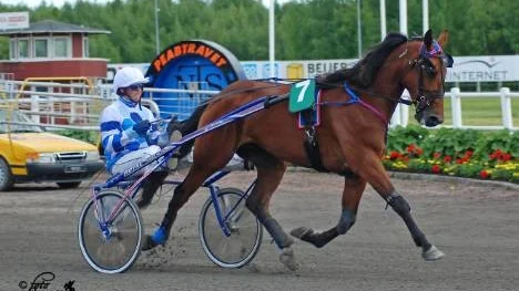 Roger Nilsson vann dubbelt och toppar Skelleftetravets championliga trots förlust med favoriten Gasbone i V5-2. Roger vann med hästarna The Nobel Cape (bilden) och Andurant CD. (Arkivbild)