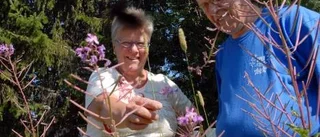 Grannlaga arbete för giriga botaniker