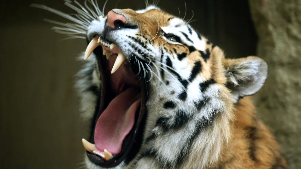 Amurtiger. Arkivbild.