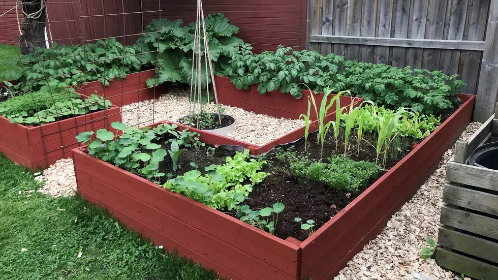 Odlingsträdgården består av två stora faluröda lådor i olika former. Här växer allt från krasse och morötter till majs och potatis. "Vi är glada hobbyodlare. Vi provar oss fram och vi gör misstag", säger Elin Brolin Lagerstedt.