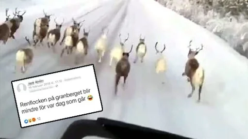"Jag och många andra gillar djur och tror och hoppas att det är sällsynt att någon utsätter djur för det som du beskriver", skriver Orvo Hannlöv i en slutreplik angående debatten om domen mot yrkeschauffören som förföljde renar.