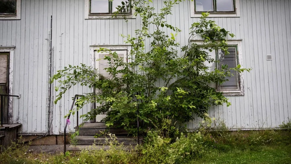 En annan typ av grön våg.