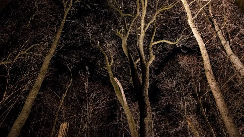 Mörkt. Hur mycket av skogen omfattas av olika skydd?