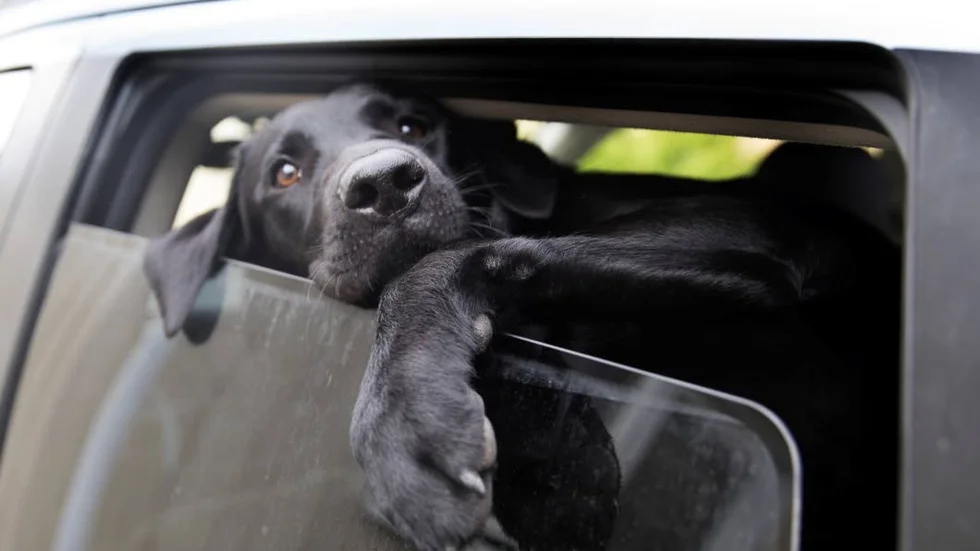Hundägare informeras så att de kan lämna sina hem innan det börjar skjutas.