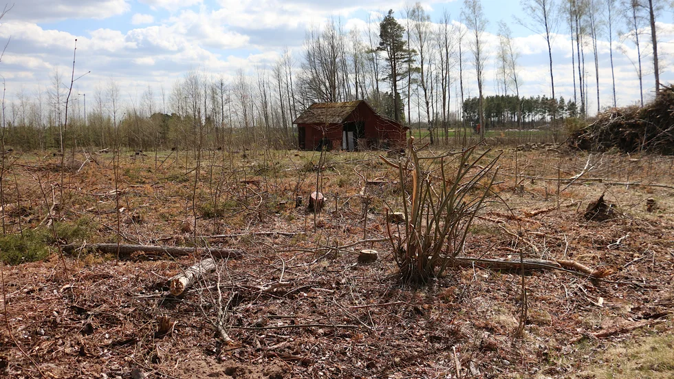 Tomten är avröjd, snårskogen är borta. Snart börjar bygget av den nya brandstationen i Rosenfors. Upphandlingen görs inom kort och sedan är det full fart, berättar Mikael Pettersson, fastighetschef.