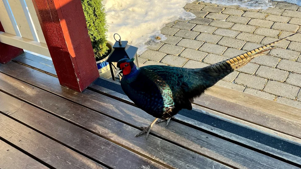 Pia Sundin i Gillberga tyckte länge att det var ett trevligt inslag med fasaner på tomten. "Vi kallade fågeln för Carl-Gustaf eftersom vi tyckte att han var kungligt ståtlig. Det var tråkigt att han blev så tokig på slutet."