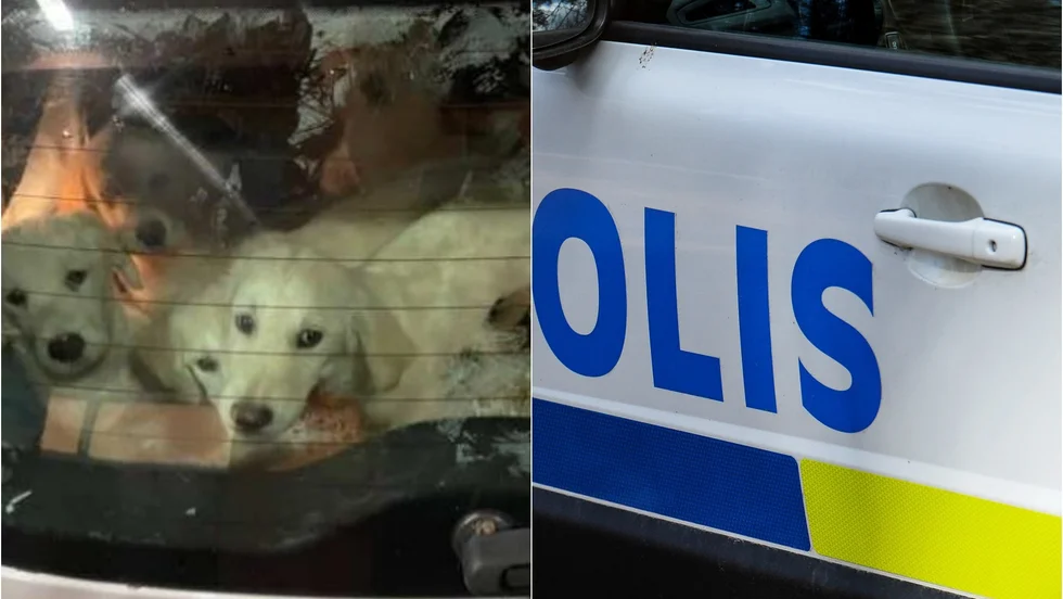 Vid polisrazzian i mars hittades tre tikar och elva hundvalpar. Dock inte hundarna på bilden, som är tagen i ett annat sammanhang.
