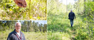 Kritiskt läge för de gotländska skogarna – sämst återväxt i hela landet • ”Det är allvarligt”