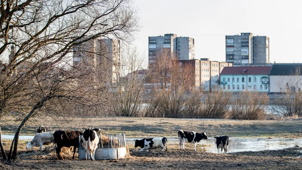 Betande kor i det lilla liatuiska samhället Panemune. Bakom korna syns floden Njemen, och på den andra sidan floden ligger staden Sovjetsk i den ryska exklaven Kaliningrad.