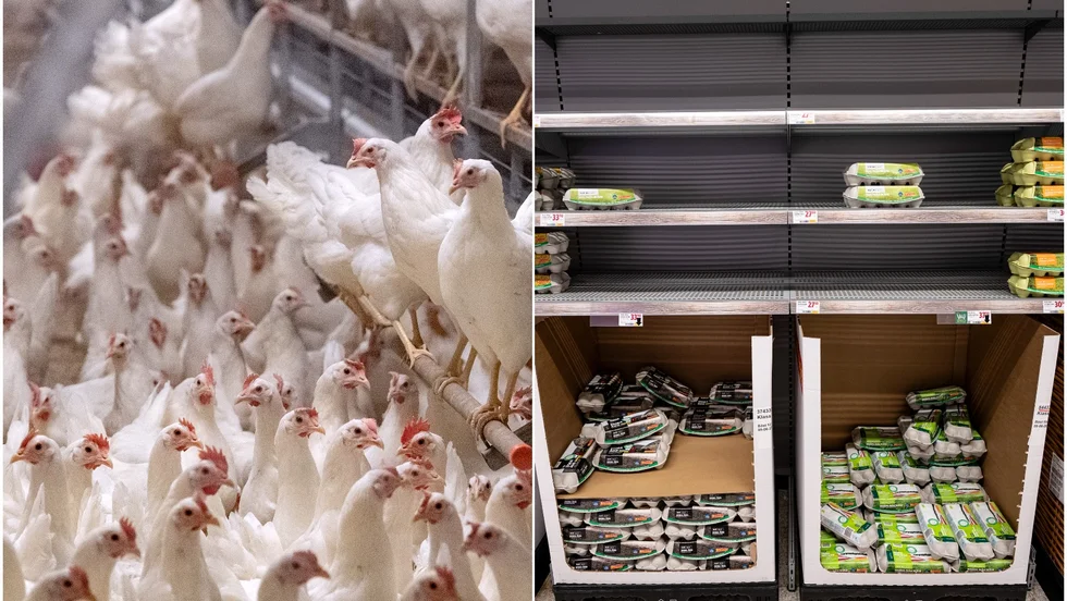 Skenande kostnader, inte minst för foder, går hårt åt Sveriges äggproducenter.  Om de börjar slakta ut sina höns i förtid hotar äggbrist i landet.
