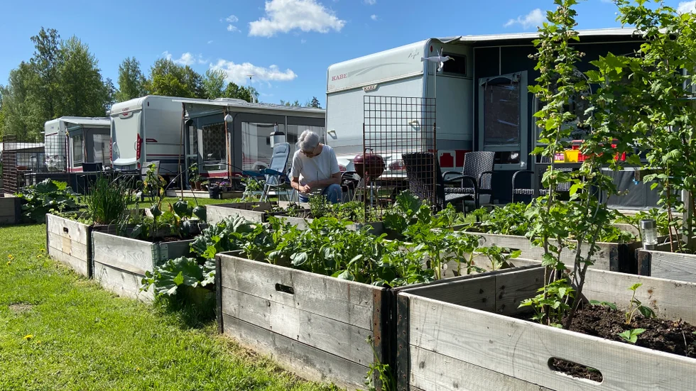 Ann Håkansson har husvagn vid Ruda gård tillsammans med sin make Svante. Här odlar de bland annat potatis och vinbär. "Det här är inga måsten, bara lite lagom", säger hon. De har tidigare bott i trakten, men har nu flyttat till Västerås. 