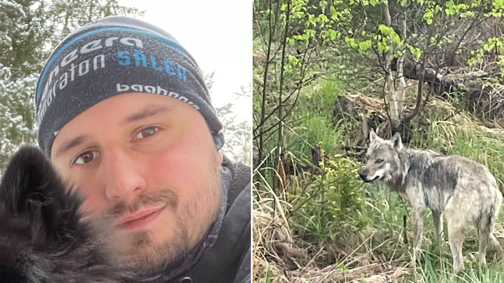 David Englund såg vargen röra sig i diket vid Gamla E3 mellan Läggesta och Nykvarn.