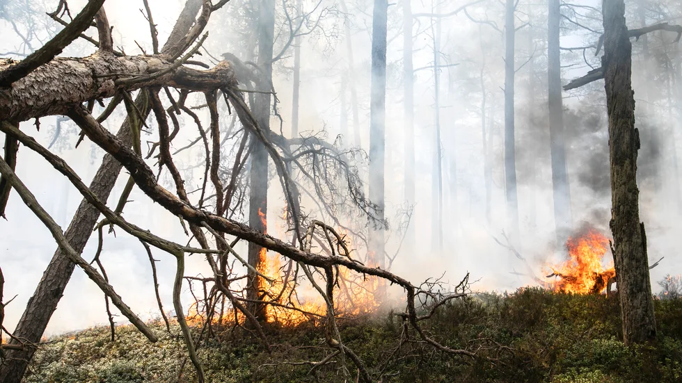 Ökad risk för skogsbränder i Eskilstunatrakten. Bilden är en genrebild.