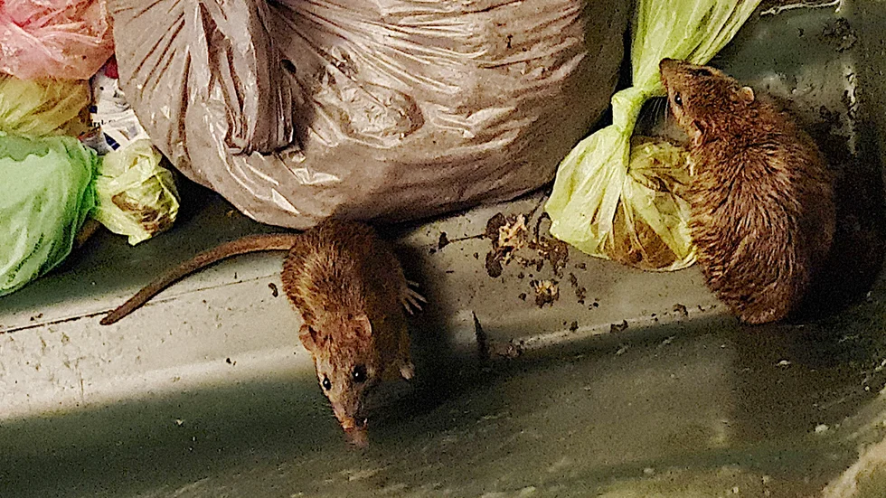 Råttor under diskbänken, en allt vanligare syn i de gotländska hemmen.