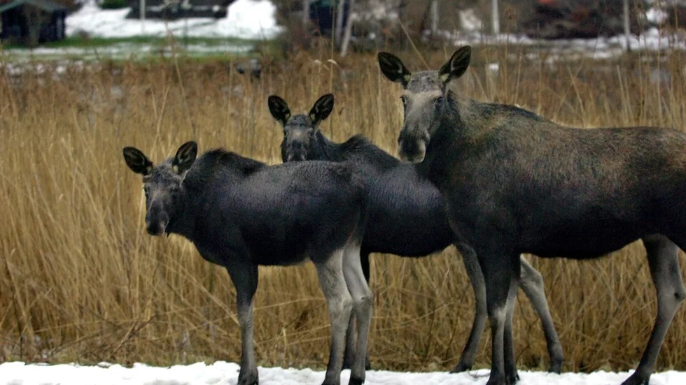 STOCKHOLM 20051206
Älgko med två kalvar på språng i genom villaområden vid Fornudden i Tyresö. De verkade tämligen orädda. SvD följde dem under fem minuter innan de sprang över mot Kumla herrgård.
Photo: Björn Larsson Ask / SvD / SCANPIX Code 30092 
***OUT DN (även arkiv)***