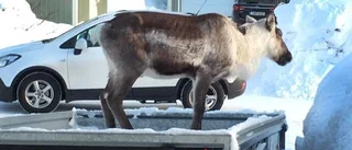 Har du hemlängtan Rudolf?